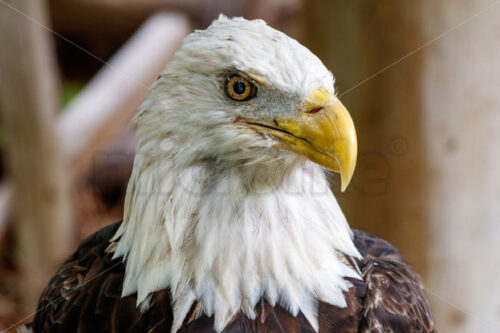 _MG_9098-microfile-bald-eagle-united-states-of-america-symbol.jpg - Microfile | Microstock Stock Images