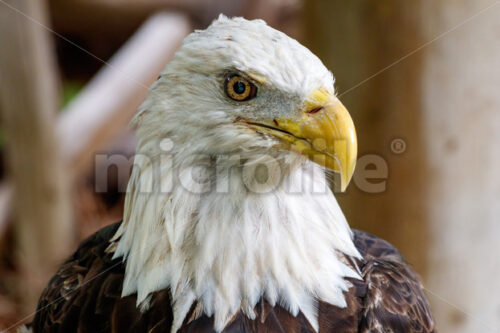 baldy - Microfile | Microstock Stock Images