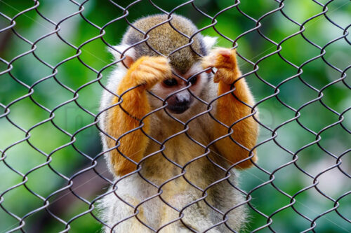 squirrel monkey - Microfile | Microstock Stock Images